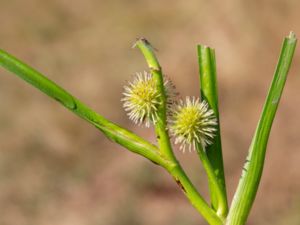 Sparganium angustifolium - Floating Bur-reed - Plattbladig igelknopp