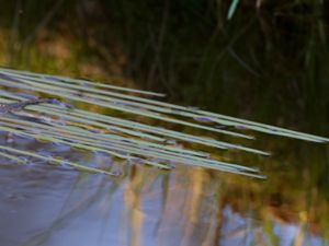 Sparganium emersum - Unbranched Bur-reed - Gles Igelknopp