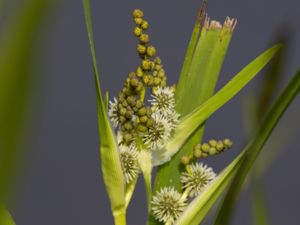 Sparganium erectum - Branched Bur-reed - Sotigelknopp