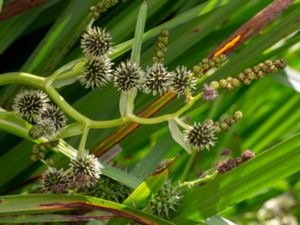 Sparganium microcarpum - Branched Bur-reed - Storigelknopp