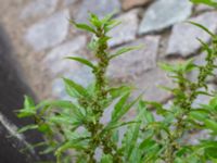 Parietaria officinalis Adelgatan 1, Lund, Skåne, Sweden 20191003_0035