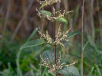 Urtica dioica Ödetomterna, Bunkeflo strandängar, Malmö, Skåne, Sweden 20181101_0014