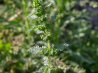 Urtica urens Jordhögar Hyllie, Malmö, Skåne, Sweden 20180604_0028