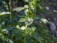 Urtica urens Jordhögar S grodreservatet, Norra hamnen, Malmö, Skåne, Sweden 20160731_0089