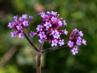 Verbena bonariensis Kämnärsvägen, Lund, Skåne, Sweden 20170810_0009