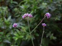 Verbena bonariensis Katrinetorp, Malmö, Skåne, Sweden 20170827_0034