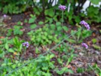 Verbena bonariensis Monumentparken, Lund, Skåne, Sweden 20190917_0011