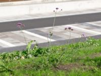 Verbena bonariensis Nya Tingsrätten, Lund, Skåne, Sweden 20180903_0009