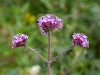 Verbena bonariensis Spiggans plats, Malmö, Skåne, Sweden 20220714_0032