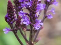 Verbena hastata Jorddeponi Sliparebacken, Lund, Skåne, Sweden 20170710_0071