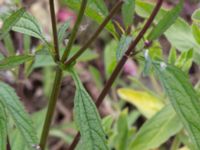 Verbena hastata Jorddeponi Sliparebacken, Lund, Skåne, Sweden 20170710_0082