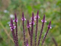 Verbena hastata Sjölundaviadukten, Malmö, Skåne, Sweden 20170826_0049