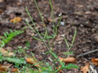 Verbena officinalis Botaniska trädgården, Lund, Skåne, Sweden 20180814_0003