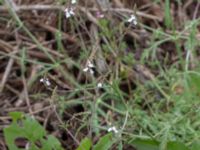 Verbena officinalis Deponi Sankt Hans backar, Lund, Skåne, Sweden 20170623_0063