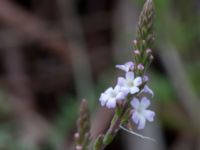 Verbena officinalis Deponi Sankt Hans backar, Lund, Skåne, Sweden 20170623_0064