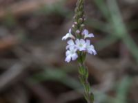 Verbena officinalis Deponi Sankt Hans backar, Lund, Skåne, Sweden 20170623_0065