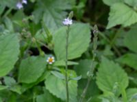 Verbena officinalis NNO pumphuset, Husie mosse, Malmö, Skåne, Sweden 20220831_0017