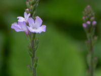 Verbena officinalis NNO pumphuset, Husie mosse, Malmö, Skåne, Sweden 20220831_0018