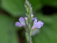 Verbena officinalis NNO pumphuset, Husie mosse, Malmö, Skåne, Sweden 20220831_0019