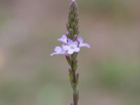 Verbena officinalis S Granbackens förskola, Malmö, Skåne, Sweden 20210709_0011