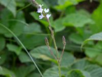 Verbena officinalis Svanetorpsvägen, Åkarp, Lomma, Skåne, Sweden 20160716_0120