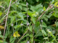 Verbena officinalis Svanetorpsvägen, Åkarp, Lomma, Skåne, Sweden 20160716_0124