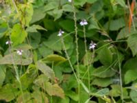 Verbena officinalis Svanetorpsvägen, Åkarp, Lomma, Skåne, Sweden 20160726_0012