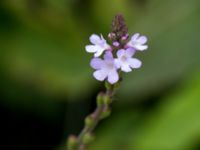 Verbena officinalis Svanetorpsvägen, Åkarp, Lomma, Skåne, Sweden 20160726_0013