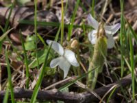 Viola alba Skeppssättningen, Borgholm, Öland, Sweden 20160409_0179