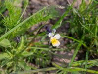 Viola arvensis Husie mosse, Malmö, Skåne, Sweden 20150429_0033