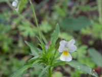 Viola arvensis NNO pumphuset, Husie mosse, Malmö, Skåne, Sweden 20220831_0078