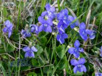 Viola canina ssp. canina Gyetorpskärret, Kristianstad, Skåne, Sweden 20150514_0222