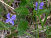 Viola canina ssp. montana Harsprånget, Stora Lulevatten, Jokkmokk, Lule lappmark, Lappland, Sweden 20150710_0674