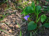 Viola hirta Högmosse Vanserums malm, Borgholm, Öland, Sweden 20150606_0237