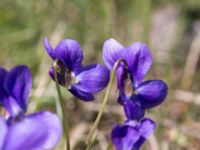 Viola hirta Hilleshögs backar, Landskrona, Skåne, Sweden 20160422_0033