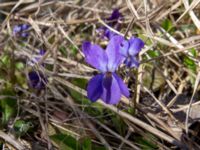 Viola hirta Lilla kalkbrottet, Klagshamns udde, Malmö, Skåne, Sweden 20160401_0008