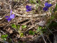 Viola hirta Lilla kalkbrottet, Klagshamns udde, Malmö, Skåne, Sweden 20160401_0010