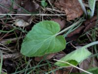 Viola hirta Scoutstugan, Bunkeflo strandängar, Malmö, Skåne, Sweden 20170413_0124