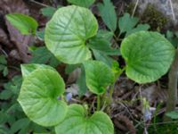 Viola mirabilis Byåsabacken, Ramsåsa, Tomelilla, Skåne, Sweden 20170506_0046