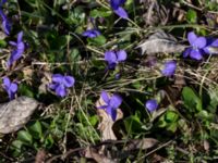 Viola odorata Skeppssättningen, Borgholm, Öland, Sweden 20160409_0207