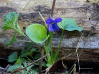 Viola odorata Skogholms ängar, Malmö, Skåne, Sweden 20160406_0016