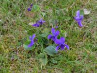 Viola odorata St Pauli kyrkogård, Malmö, Skåne, Sweden 20170410_0060