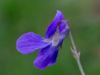 Viola odorata St Pauli kyrkogård, Malmö, Skåne, Sweden 20170410_0064