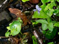 Viola palustris Slättåkra, Söderåsen, Klippan, Skåne, Sweden 20150514_0008