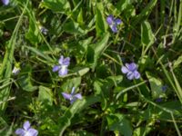 Viola persicifolia Hercules dammar, Kristianstad, Skåne, Sweden 20170528_0130