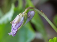 Viola reichebachiana Alnarpsparken, Lomma, Skåne, Sweden 20150415_0003