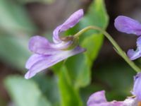 Viola reichebachiana Alnarpsparken, Lomma, Skåne, Sweden 20150415_0004