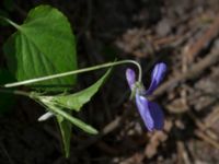 Viola reichenbachiana Byåsabacken, Ramsåsa, Tomelilla, Skåne, Sweden 20170506_0028