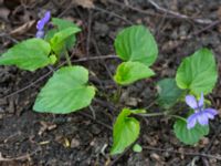 Viola reichenbachiana Husie mosse, Malmö, Skåne, Sweden 20160503_0024