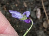 Viola reichenbachiana Husie mosse, Malmö, Skåne, Sweden 20160503_0025